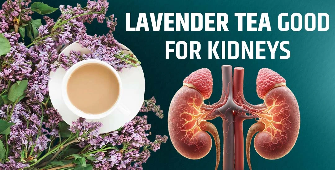 Is Lavender Tea Good for Kidneys? 